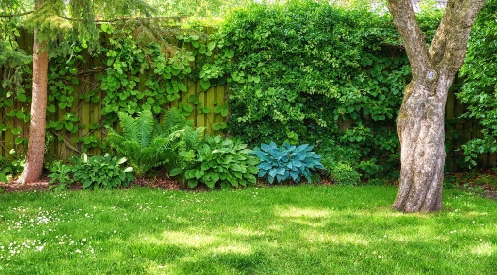 Landscaping Scottsdale